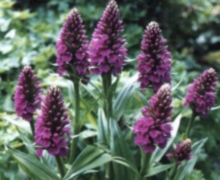 Loch Ness Garden - Dactylorrhiza elata